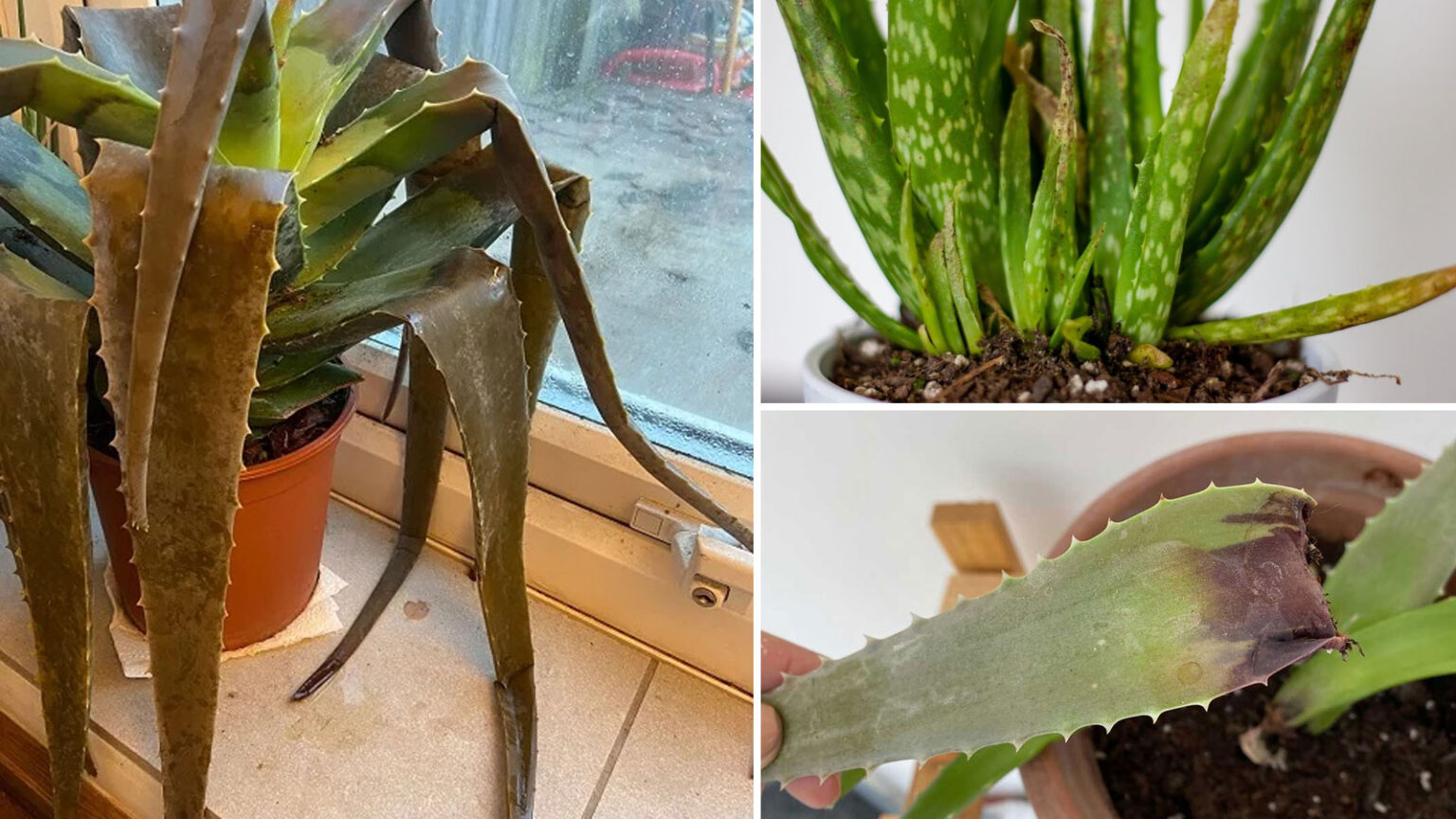 Γιατί το Φυτό της Αλόης Γίνεται Καφέ: 7 Αιτίες και Λύσεις