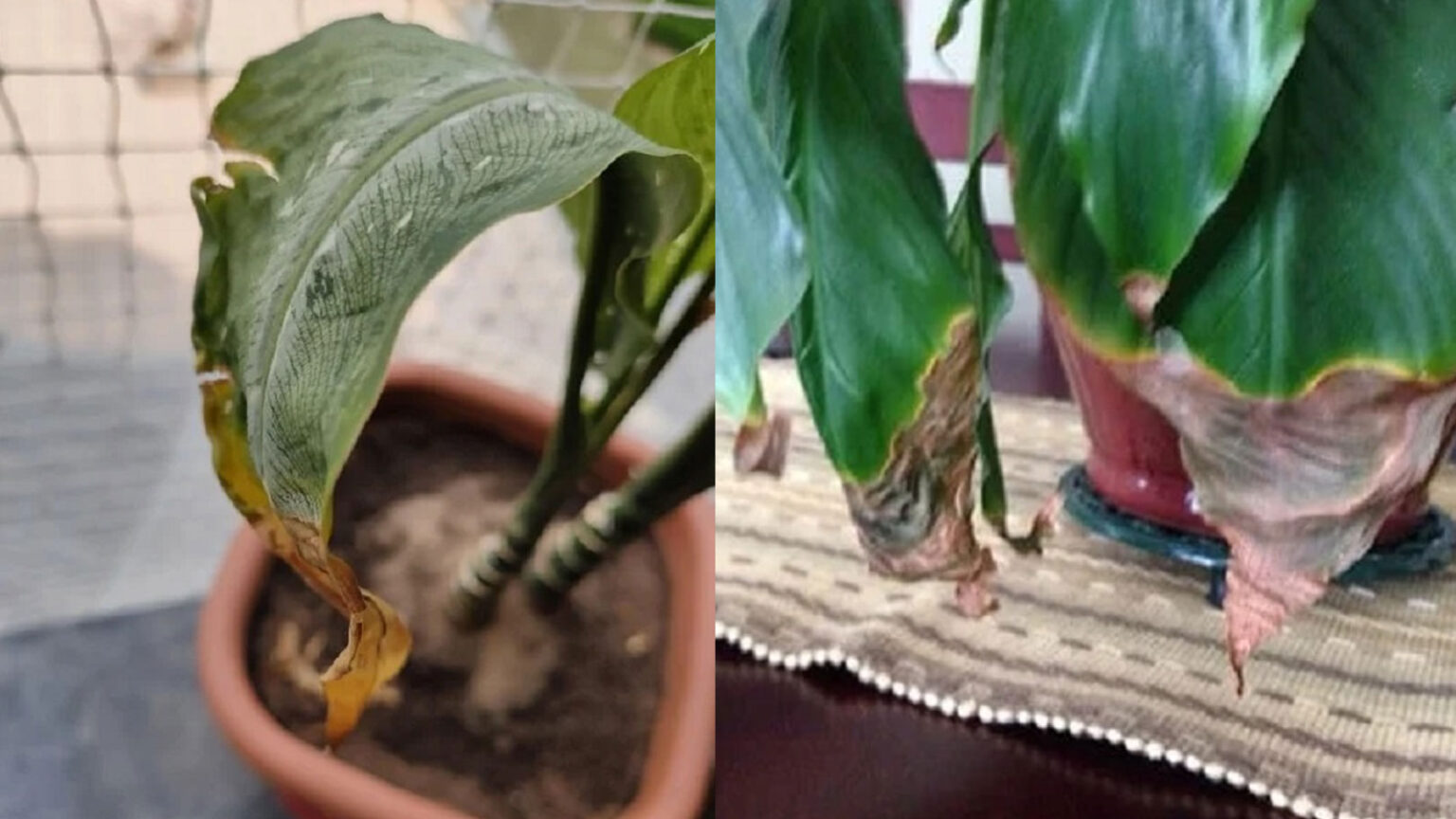 καφέ άκρες σε φυτά εσωτερικού χώρου,καφέ άκρες σε φύλλα,συμβουλές κηπουρικής,χρήσιμα,