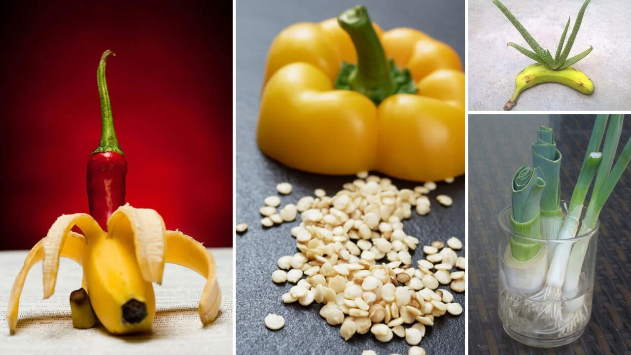 Καλλιέργεια Φρούτων Και Λαχανικών Από ΑΠΟΦΑΓΙΑ: 20 Τρέλες Συμβουλές Κηπουρικής που θα σας Καταπλήξουν