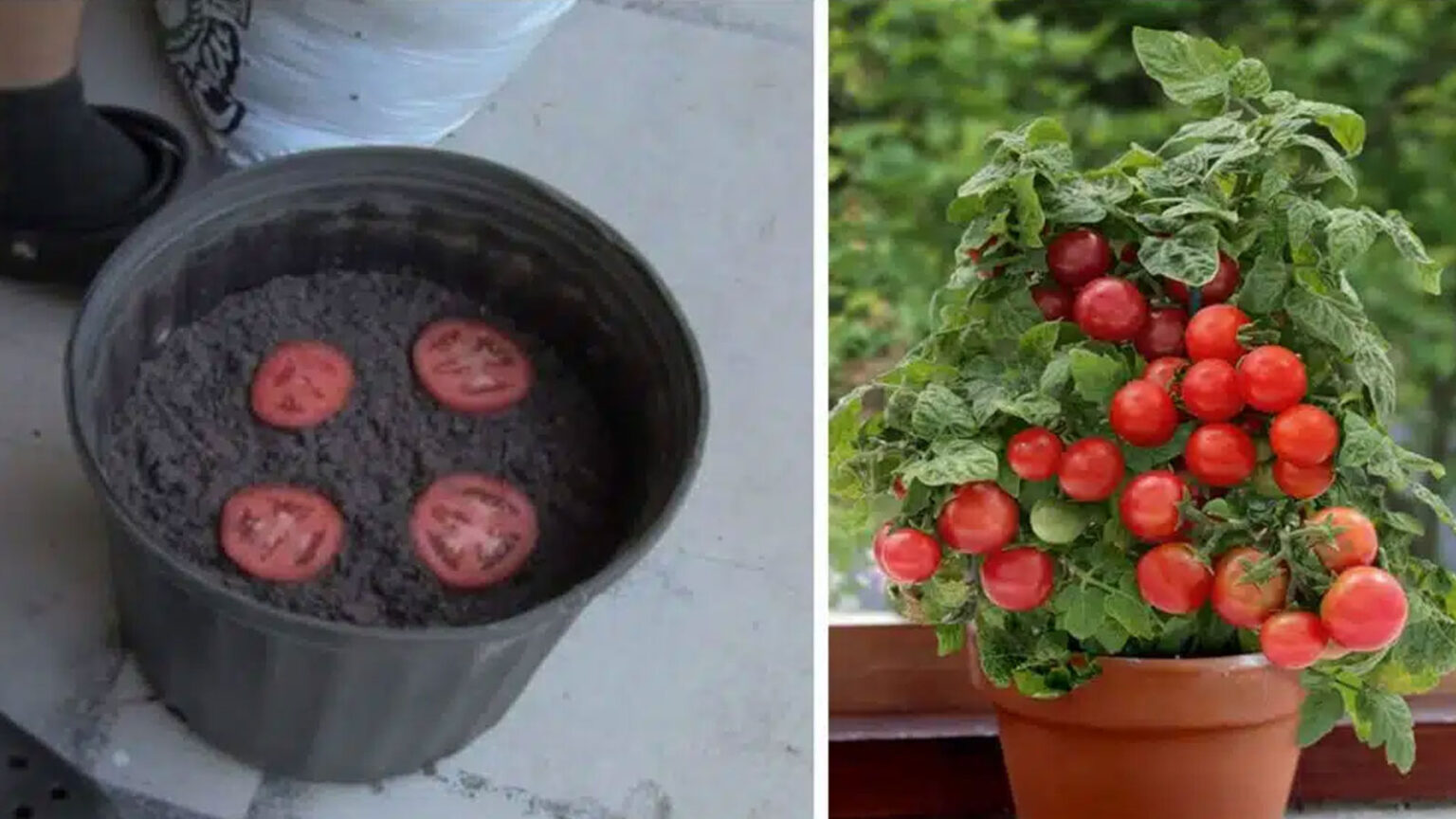 Μην Πετάς Τις Πολύ Ώριμες Ντομάτες: Καλλιεργώντας Μαζικά Ντομάτες Είναι Πολύ Πιο Εύκολο Από Όσο Φαντάζεστε