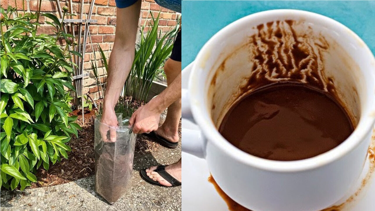 Μπορεί το Κατακάθι του Καφέ να Σκοτώσει τα Ζιζάνια του Κήπου;