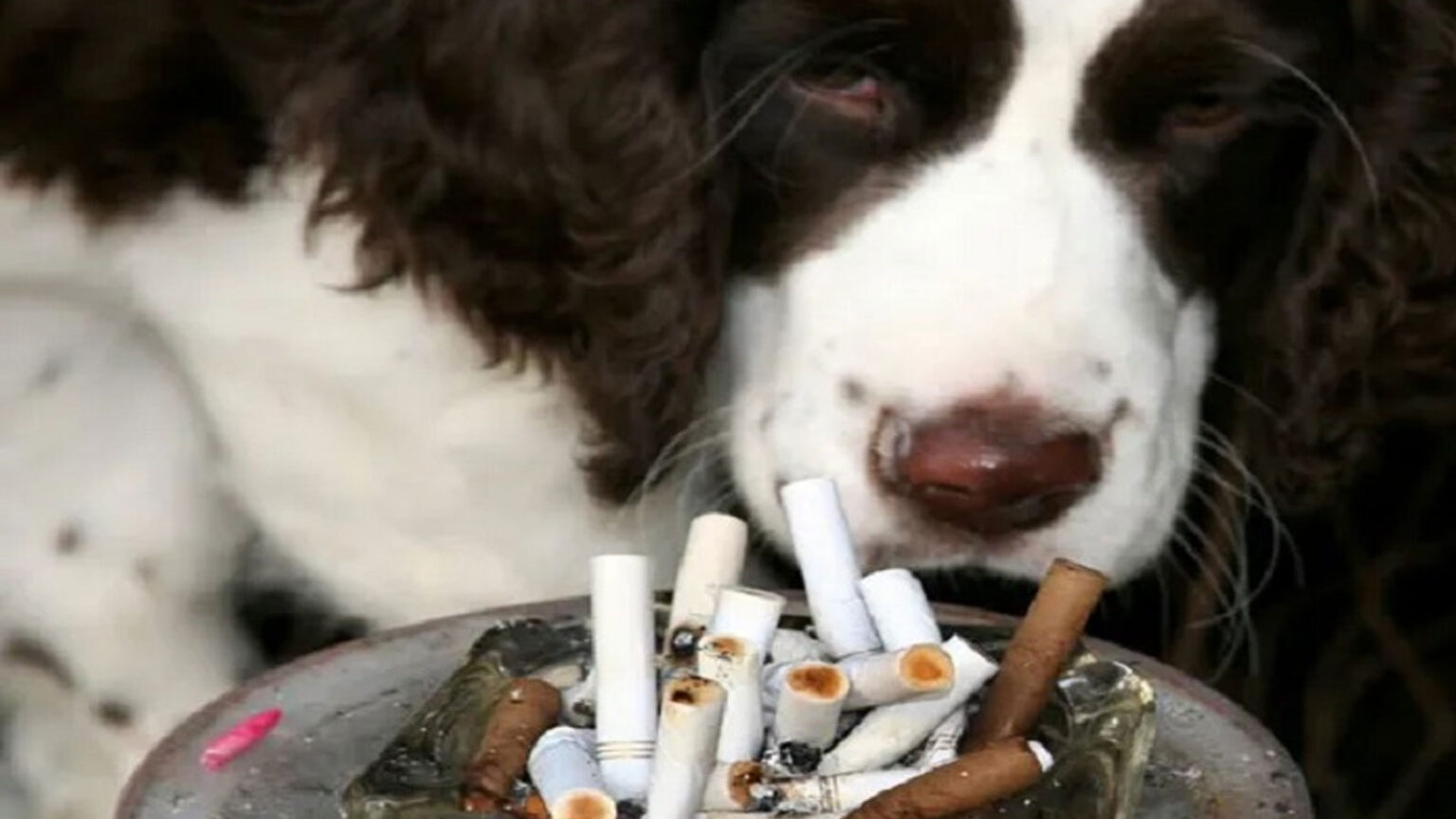 Παθητικό Κάπνισμα: Βλάπτει τα Κατοικίδια