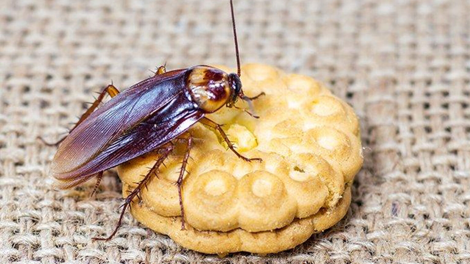 Τι Μπορεί να Κολλήσεις Από Τις Κατσαρίδες