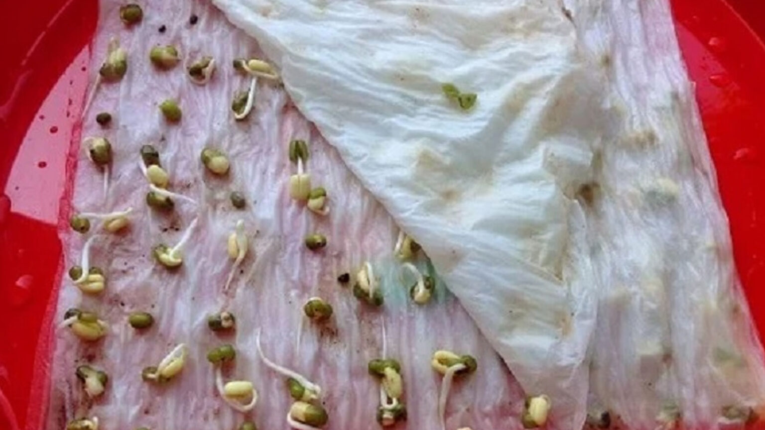 επαγγελματικά κόλπα κηπουρικής,συμβουλές κηπουρικής,για τον κήπο,χρήσιμα,