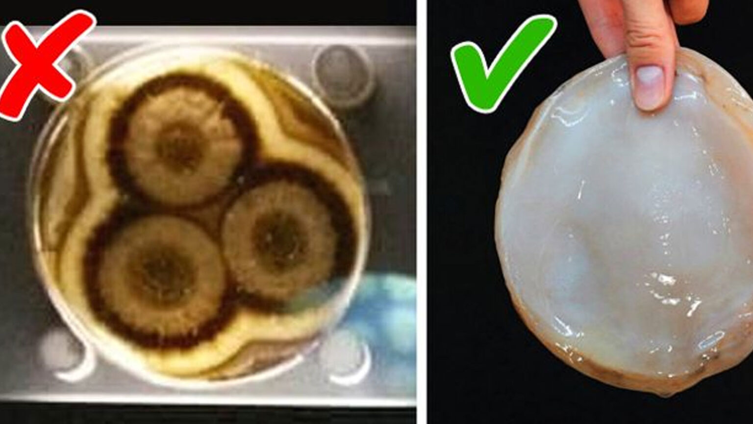 Γιατί Πρέπει να Πίνετε 2 Ποτήρια Κομπούχα Καθημερινά