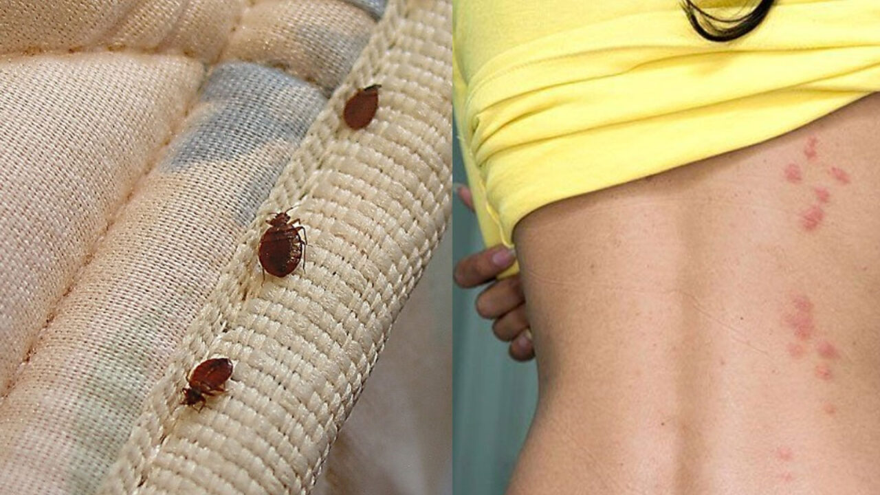 Κοριοί σε στρώματα, ρούχα, κρεβάτια: Πως θα τους καταλάβετε και τι να κάνετε για να τους εξαφανίσετε