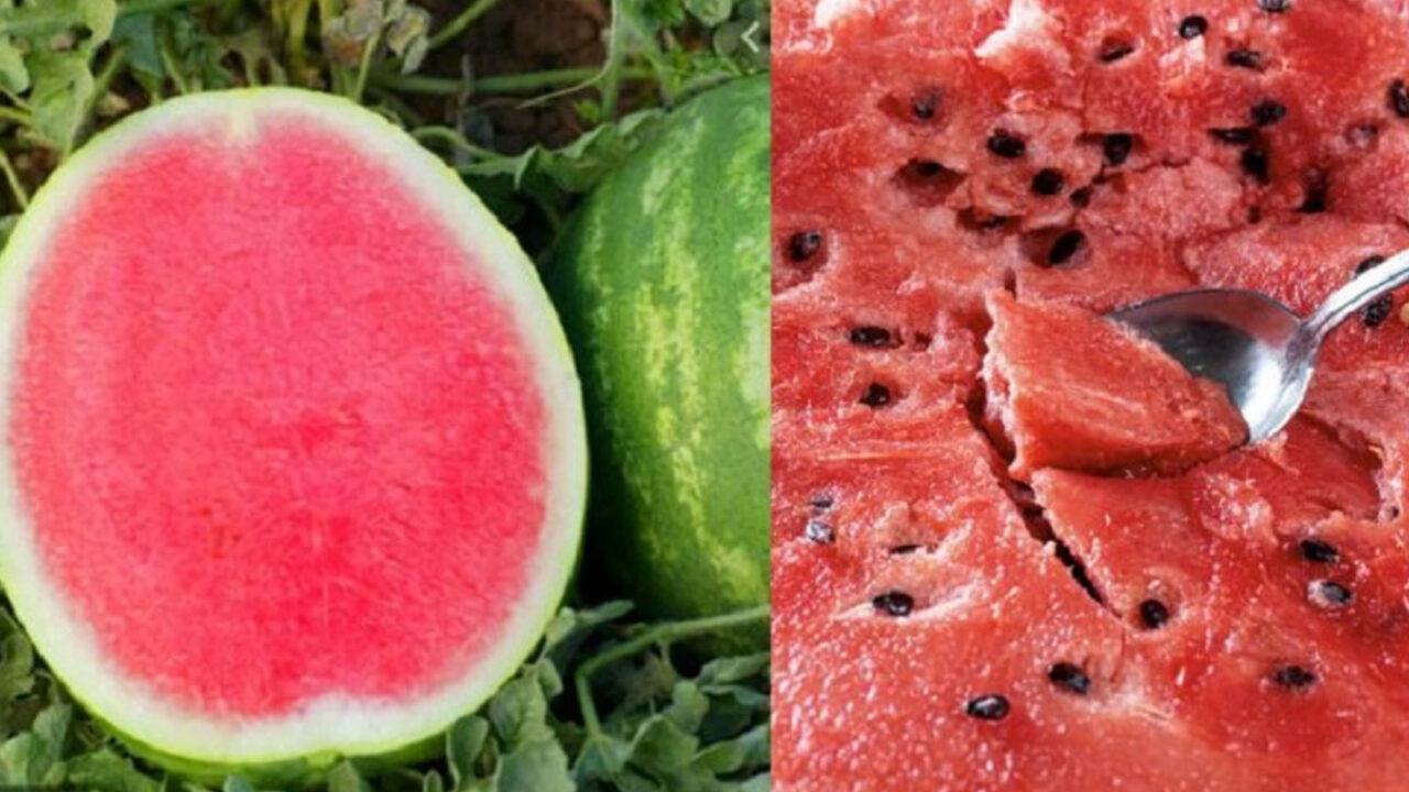 Σταματήστε να Φτύνετε τα Κουκούτσια του Καρπουζιού! Μελέτες Δείχνουν ότι Είναι Σούπερ Τροφή με Αντικαρκινικές Ιδιότητες