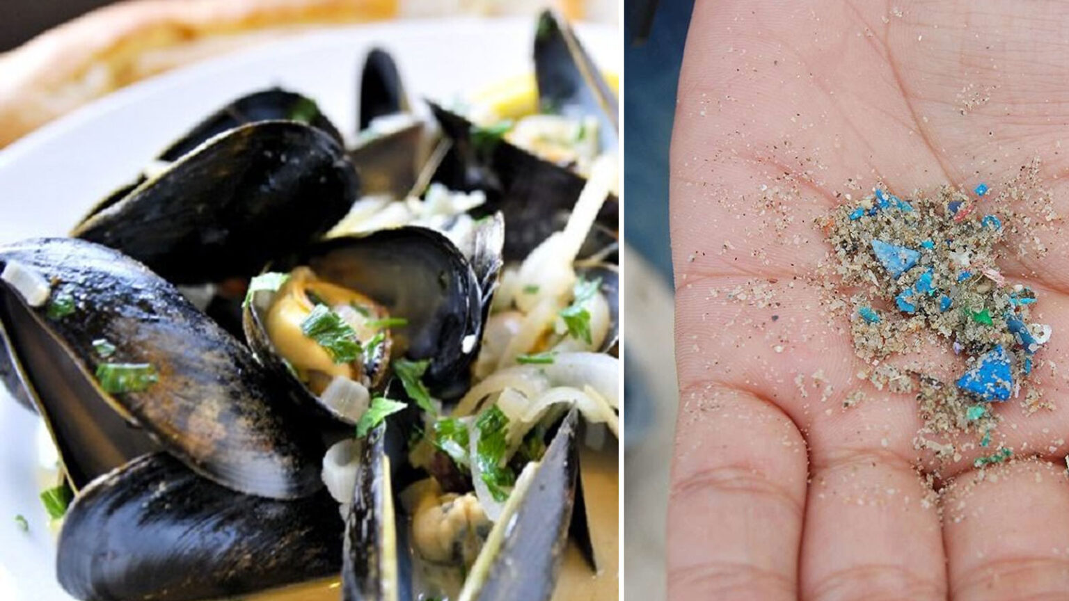 Όσοι Τρώνε Οστρακοειδή Καταναλώνουν έως και 11.000 Κομμάτια Μικροπλαστικών Ανά Έτος