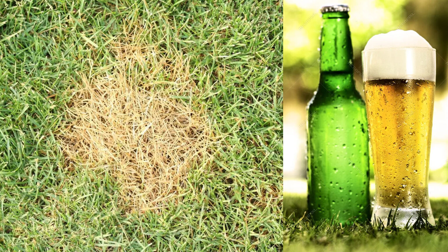 Κίτρινισε Το Γκαζόν Σου; Κέρασέ Το Μια Μπύρα