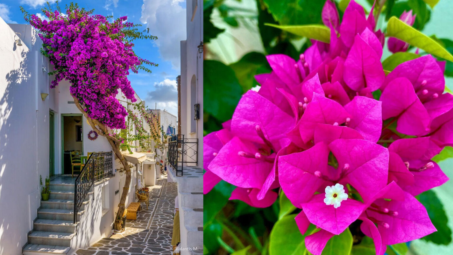 Βουκαμβίλια Η Αγαπημένη: Ο Απόλυτος Οδηγός για την Καλλιέργεια της - Κάνε τον Κήπο Σου ή Το Μπαλκόνι Σου Επίγειο Παράδεισο