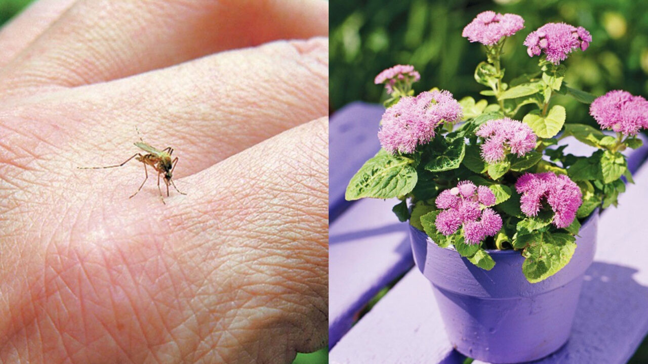 Φυτά που διώχνουν τα κουνούπια: Τα αντικουνουπικά της φύσης - 10 φυτά για τον κήπο ή το μπαλκόνι σας, που διώχνουν τα κουνούπια το καλοκαίρι