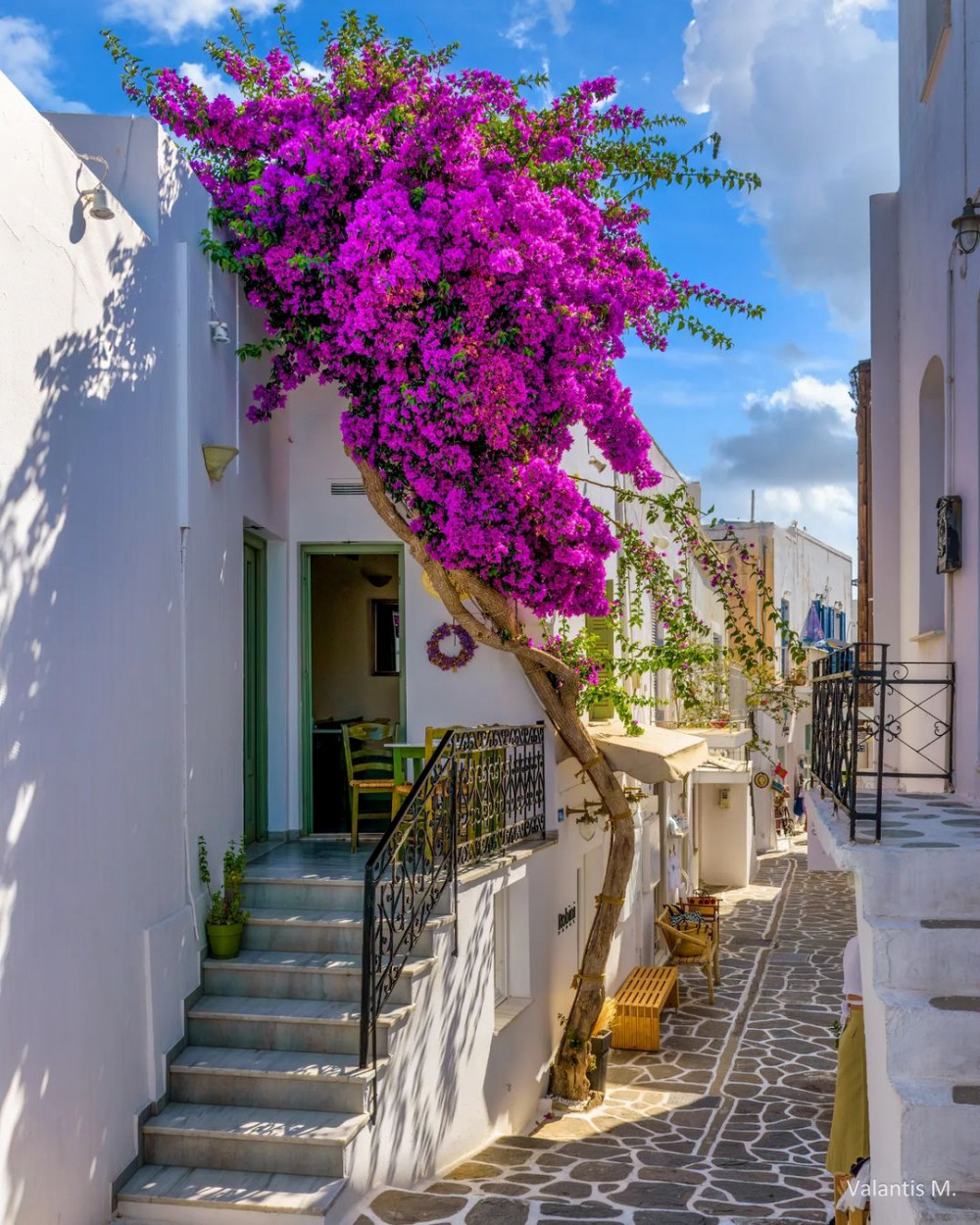 καλλιέργεια βουκαμβίλιας,για τον κήπο,φυτά για τον κήπο,συμβουλεσ κηπουρικησ,χρήσιμα