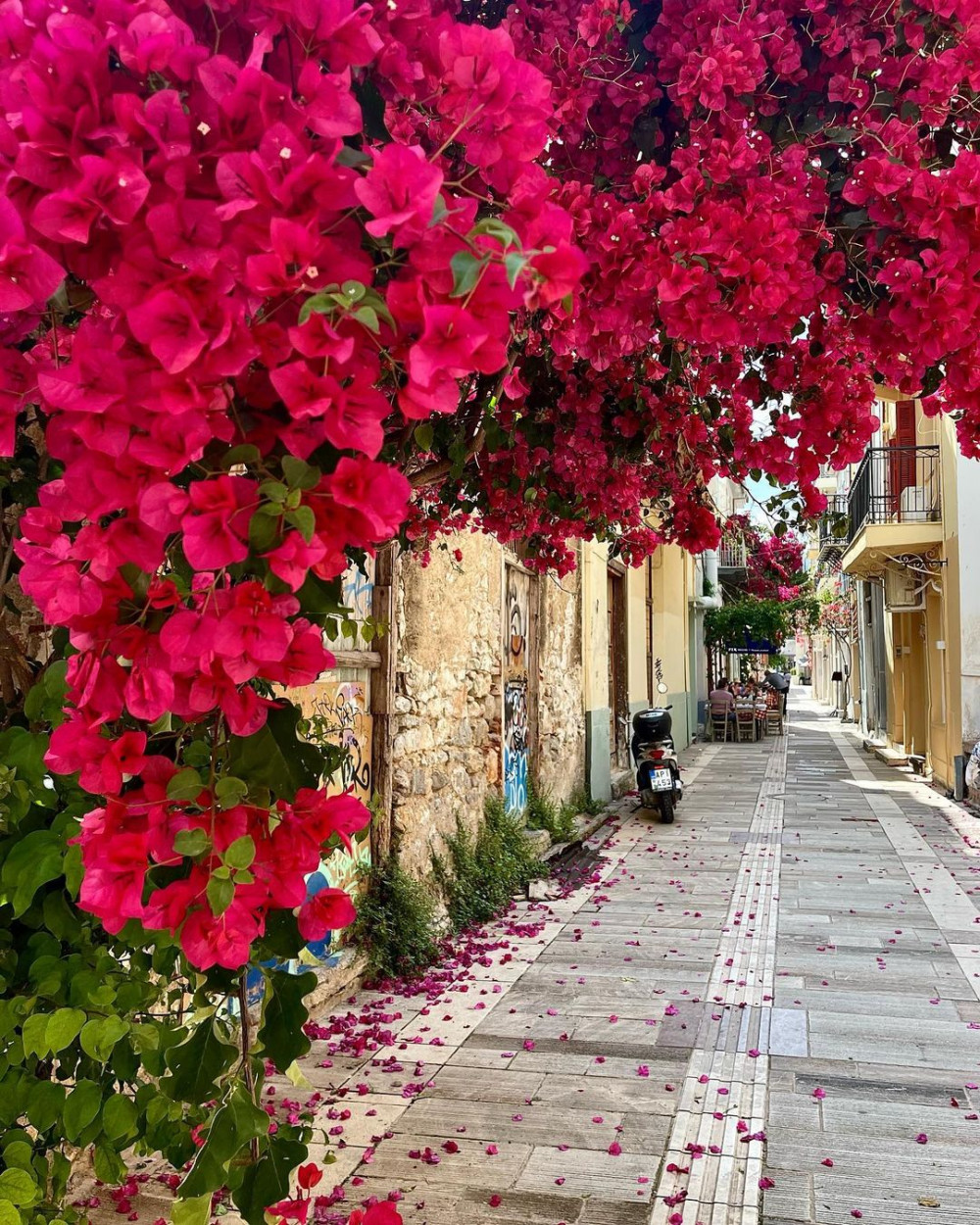 καλλιέργεια βουκαμβίλιας,για τον κήπο,φυτά για τον κήπο,συμβουλεσ κηπουρικησ,χρήσιμα