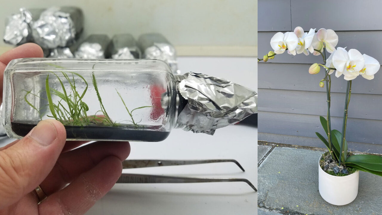 Ορχιδέες από Σπόρους: Πώς να Καλλιεργήσετε Αυτό το Υπέροχο Και Ντελικάτο Λουλούδι