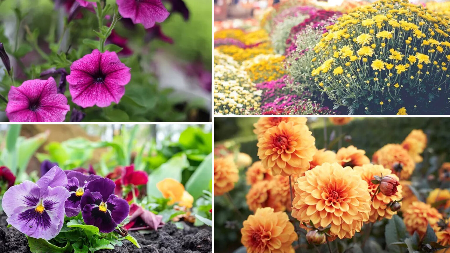 12 Φυτά για να Αποφύγετε τα Τσιμπήματα των Μελισσών Αυτό το Καλοκαίρι