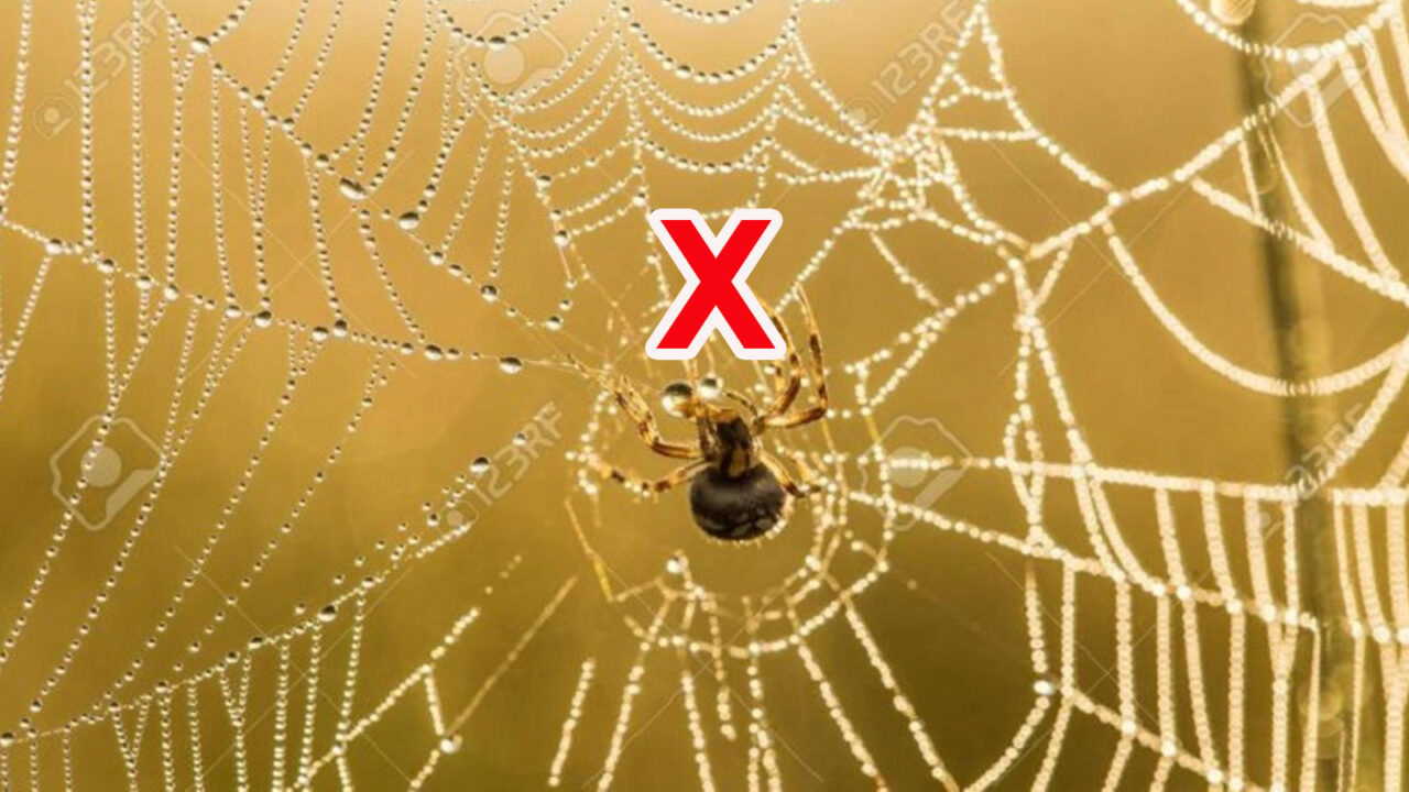 Γιατί ΔΕΝ Πρέπει Ποτέ να Σκοτώσετε μια Αράχνη στο Σπίτι ή στον Κήπο σας