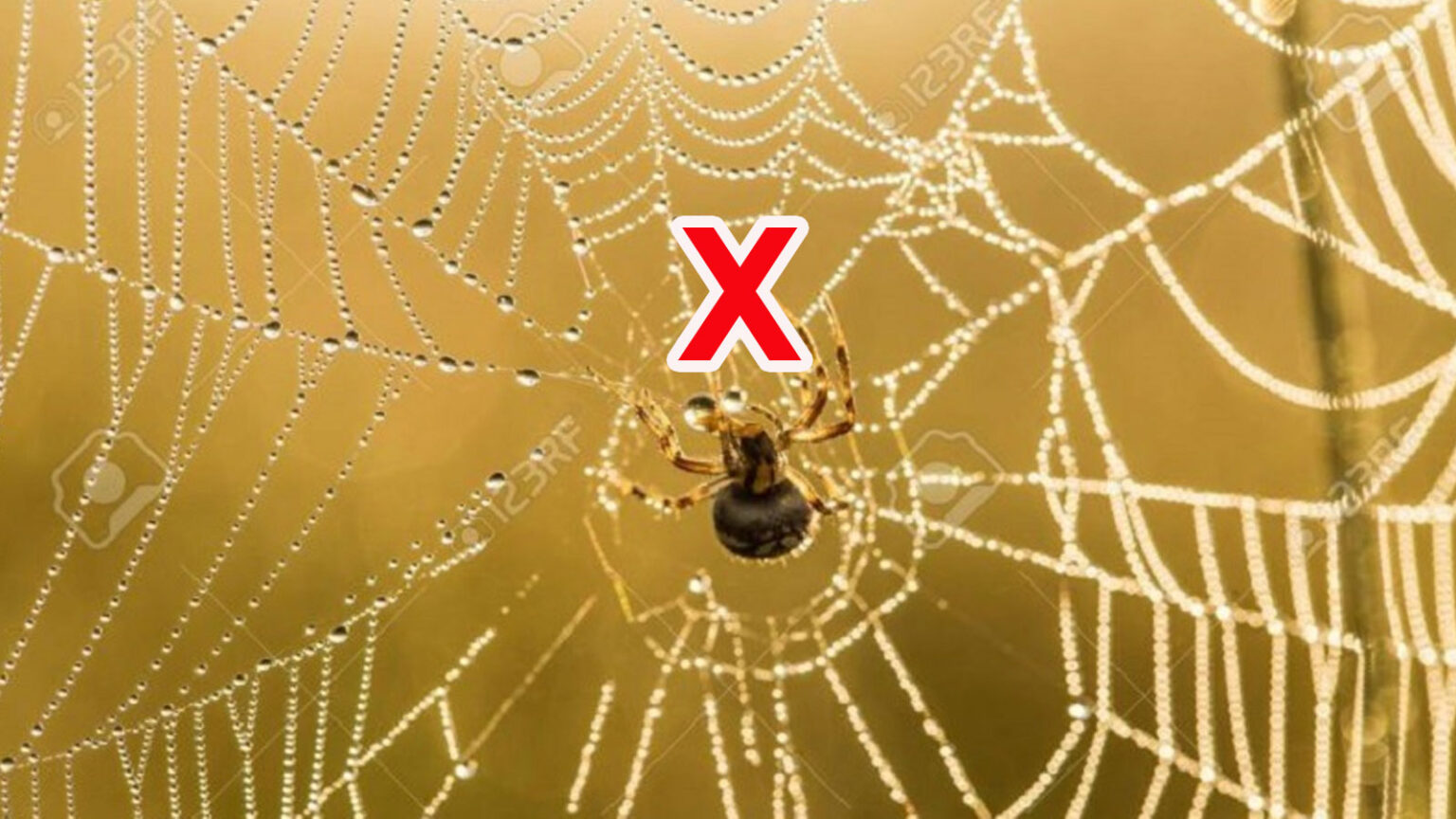 Γιατί ΔΕΝ Πρέπει Ποτέ να Σκοτώσετε μια Αράχνη στο Σπίτι ή στον Κήπο σας