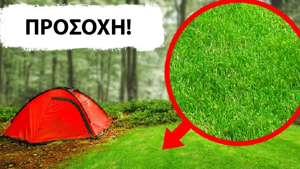 επιβίωση στο δάσος,συμβουλές επιβίωσης,χρήσιμα,περίεργα,