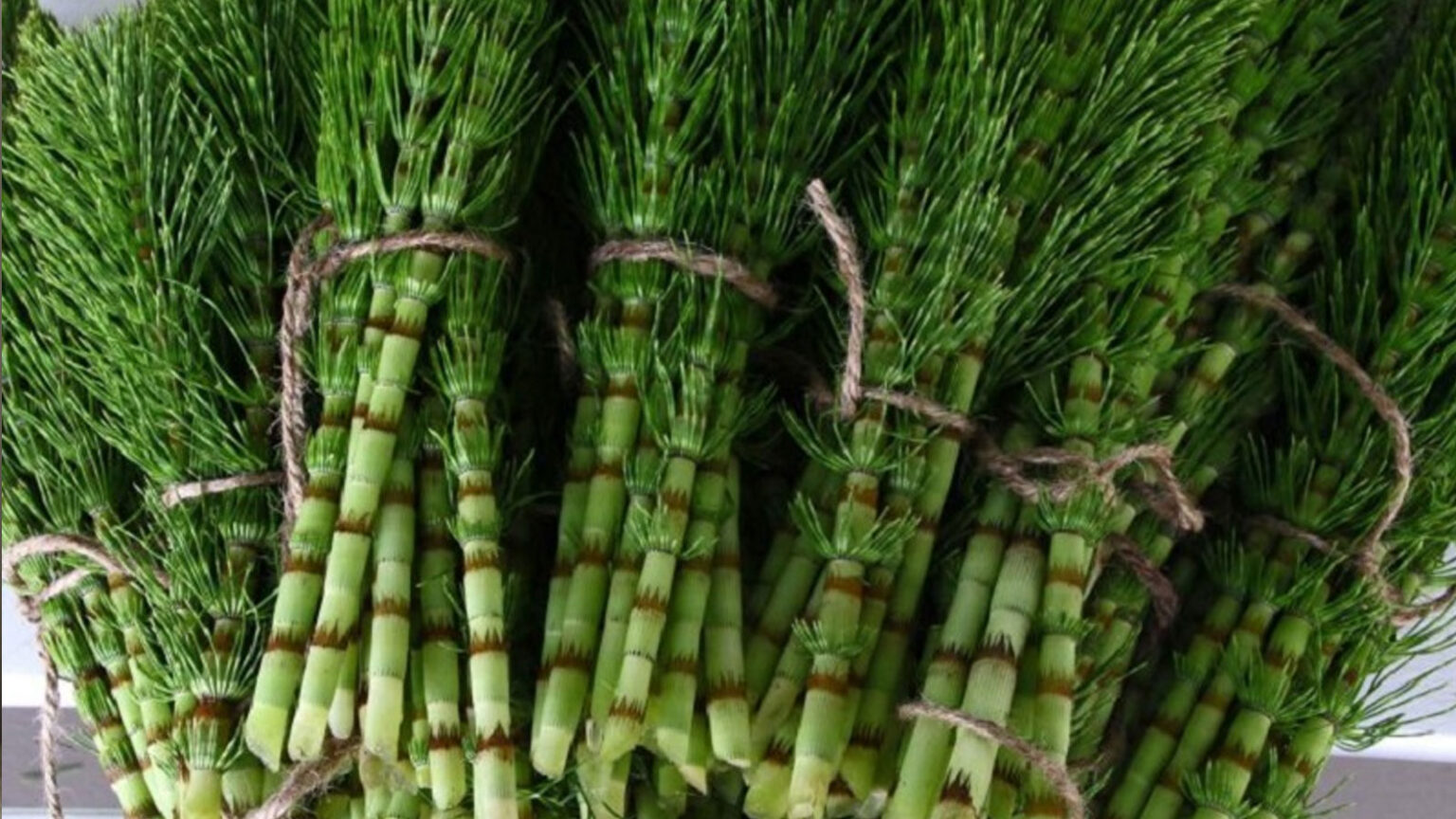 Εκουιζέτο: Ένα Θαυματουργό Βότανο που Θεωρείται Λανθασμένα «Ζιζάνιο»