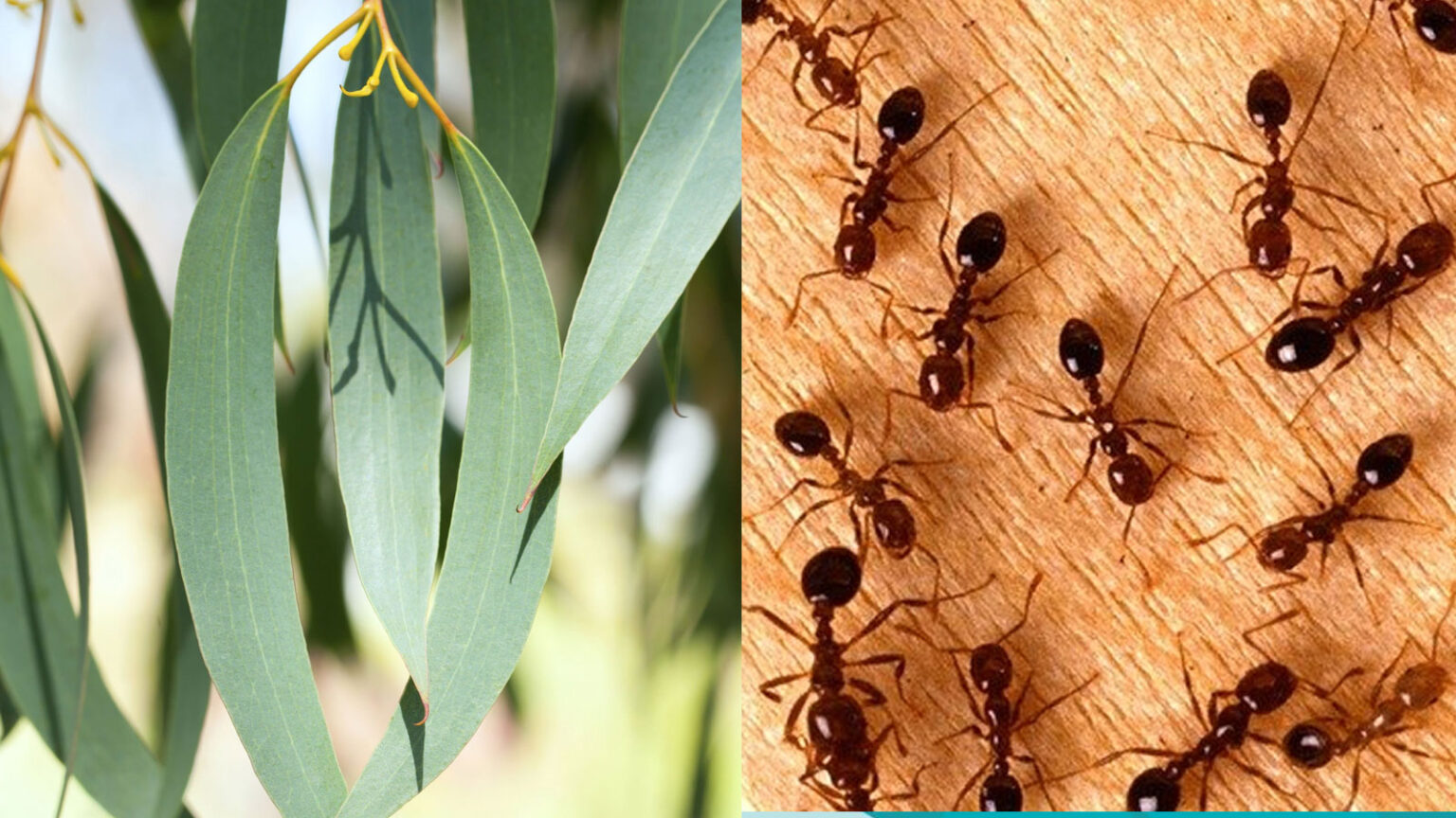 ευκάλυπτος και μυρμήγκια,αντιμετώπιση μυρμηγκιών,φυσικό εντομοαπωθητικό,συμβουλές για έντομα,χρήσιμα,
