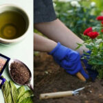 χρησιμοποιημένα φύλλα τσαγιού στον κήπο,χρήσεις χρησιμοποιημένων φύλλων τσαγιού,για τον κήπο,συμβουλές κηπουρικής,χρήσιμα,