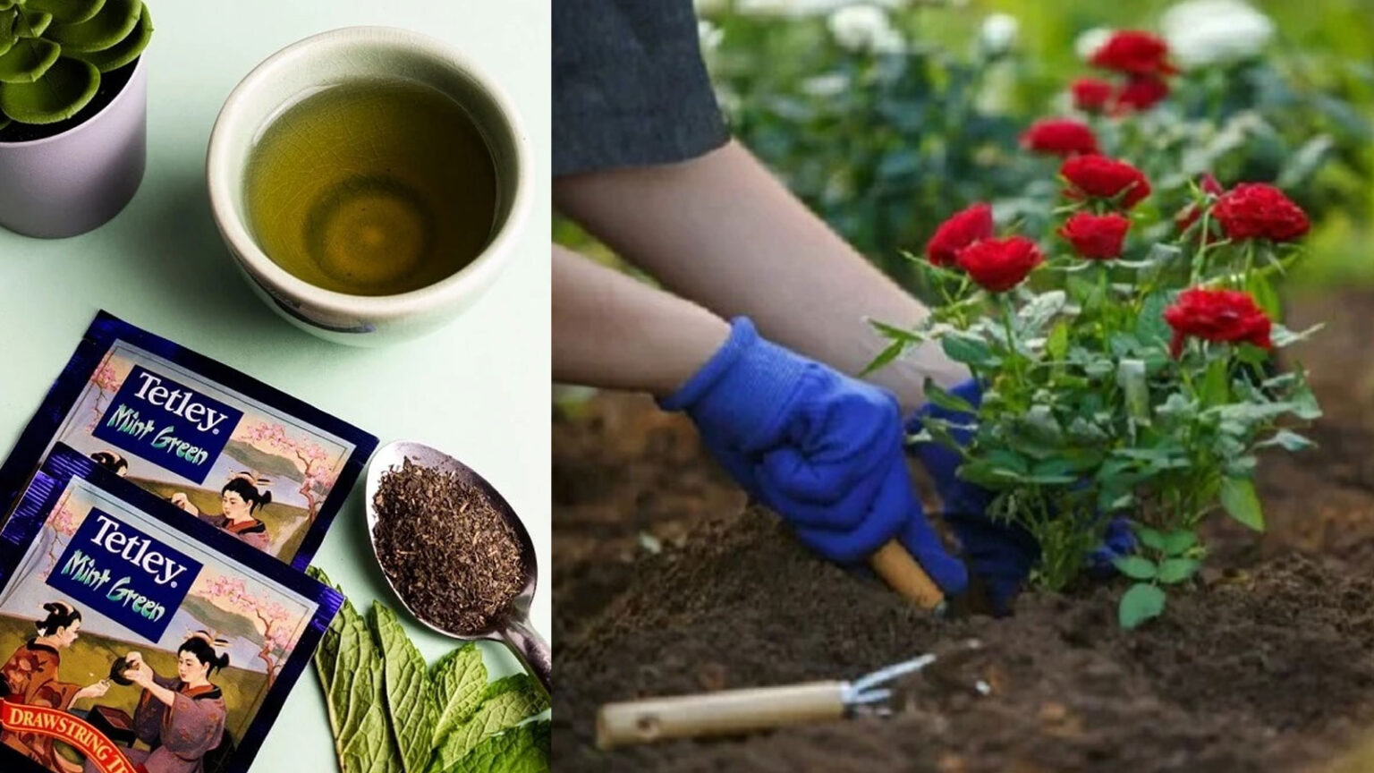 χρησιμοποιημένα φύλλα τσαγιού στον κήπο,χρήσεις χρησιμοποιημένων φύλλων τσαγιού,για τον κήπο,συμβουλές κηπουρικής,χρήσιμα,