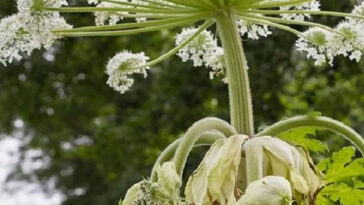 φυτό που τυφλώνει,γιγαντιαίο ηράκλειο το σφονδύλιο,Heracleum mantegazzianum,τοξικό φυτό,για τον κήπο,συμβουλές υγείας,υγεία,