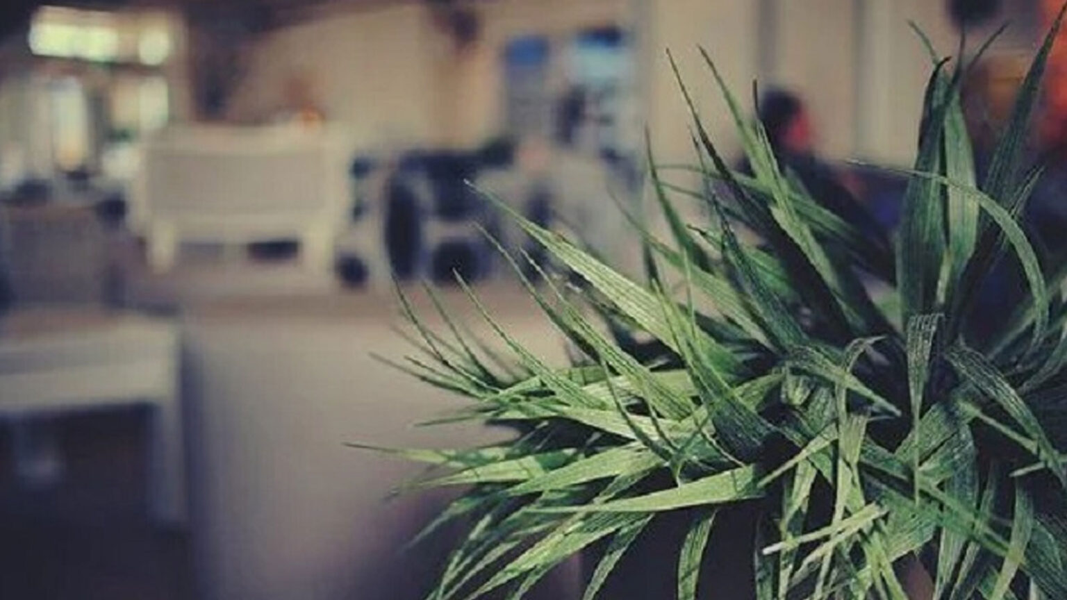 ανάπτυξη φυτών τη νύχτα,συμβουλές κηπουρικής,για τον κήπο,χρήσιμα,