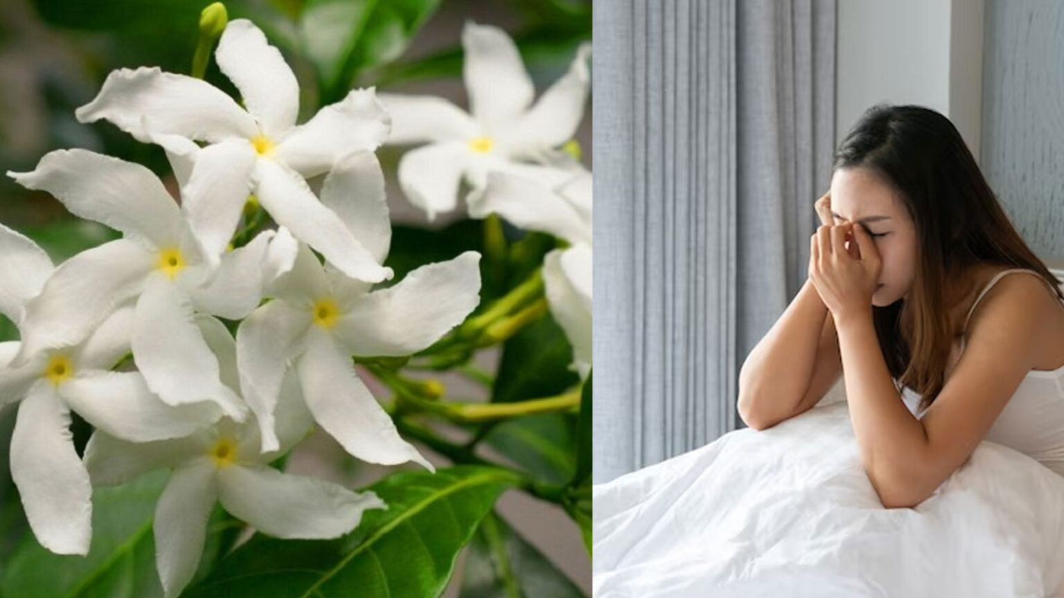 Βάλε ΣΗΜΕΡΑ Το Γιασεμί Στο Υπνοδωμάτιο: Έτσι Θα Μειώσετε το Στρες και το Άγχος