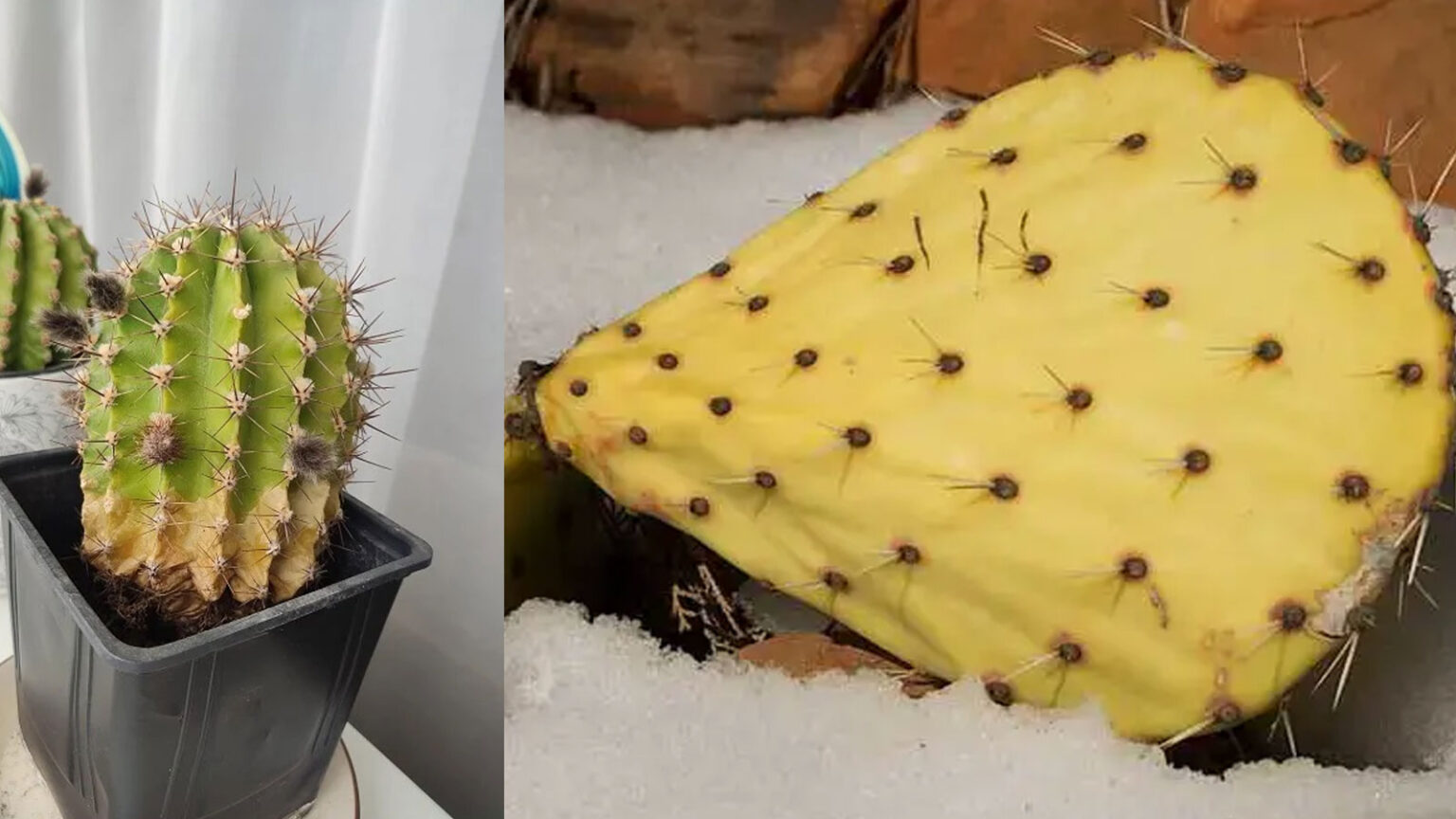 κιτρίνισμα κάκτων,συμβουλές κηπουρικής,για τον κήπο,χρήσιμα,