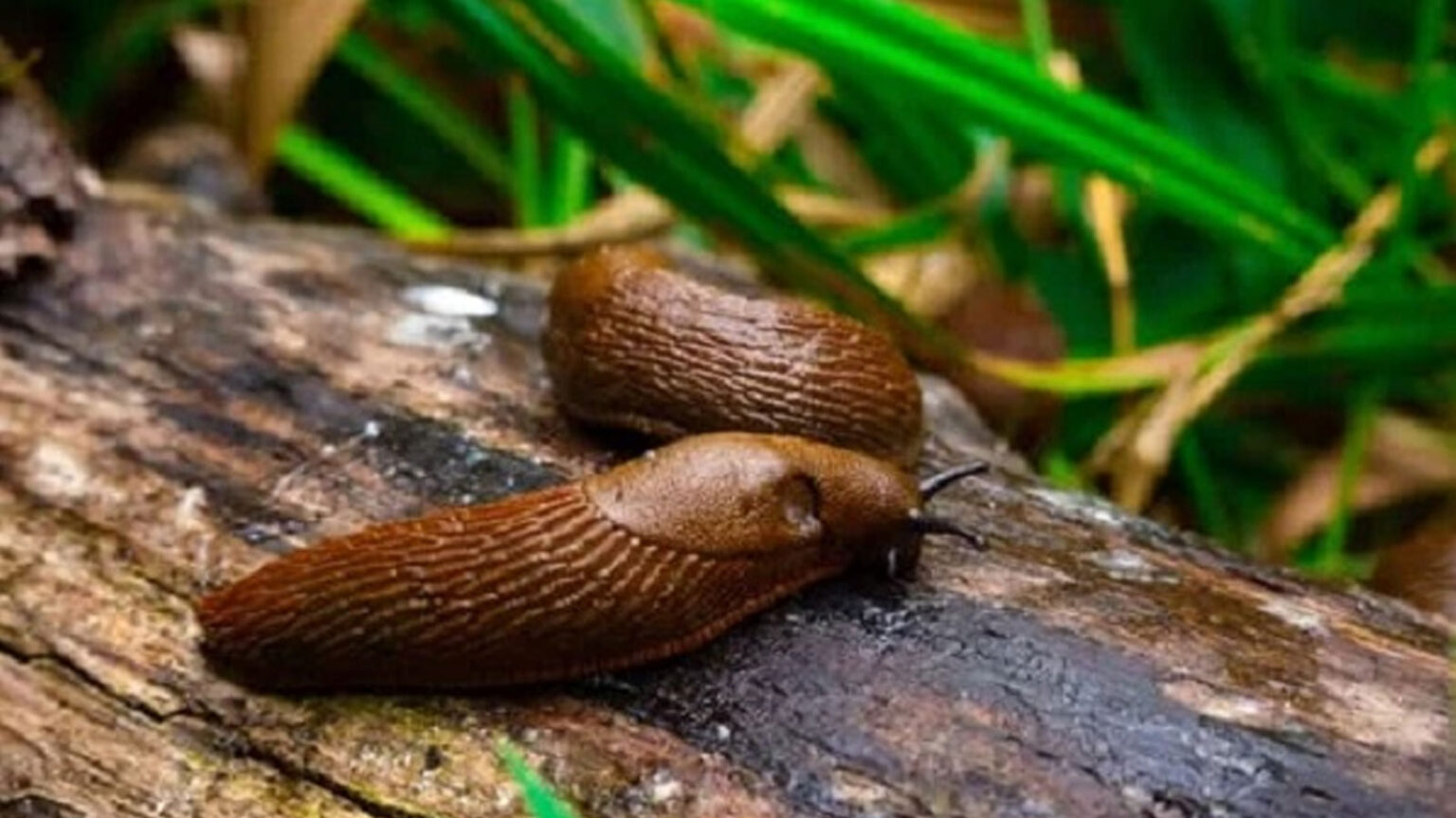 αντιμετώπιση γυμνοσάλιαγκων,αντιμετώπιση σαλιγκαριών,συμβουλές κηπουρικής,για τον κήπο,χρήσιμα,