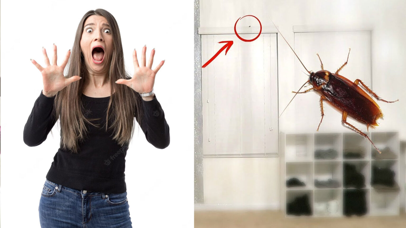 Ιπτάμενες Κατσαρίδες: Τα Πάντα Για το Είδος Και Πώς Να Τις Απομακρύνεις