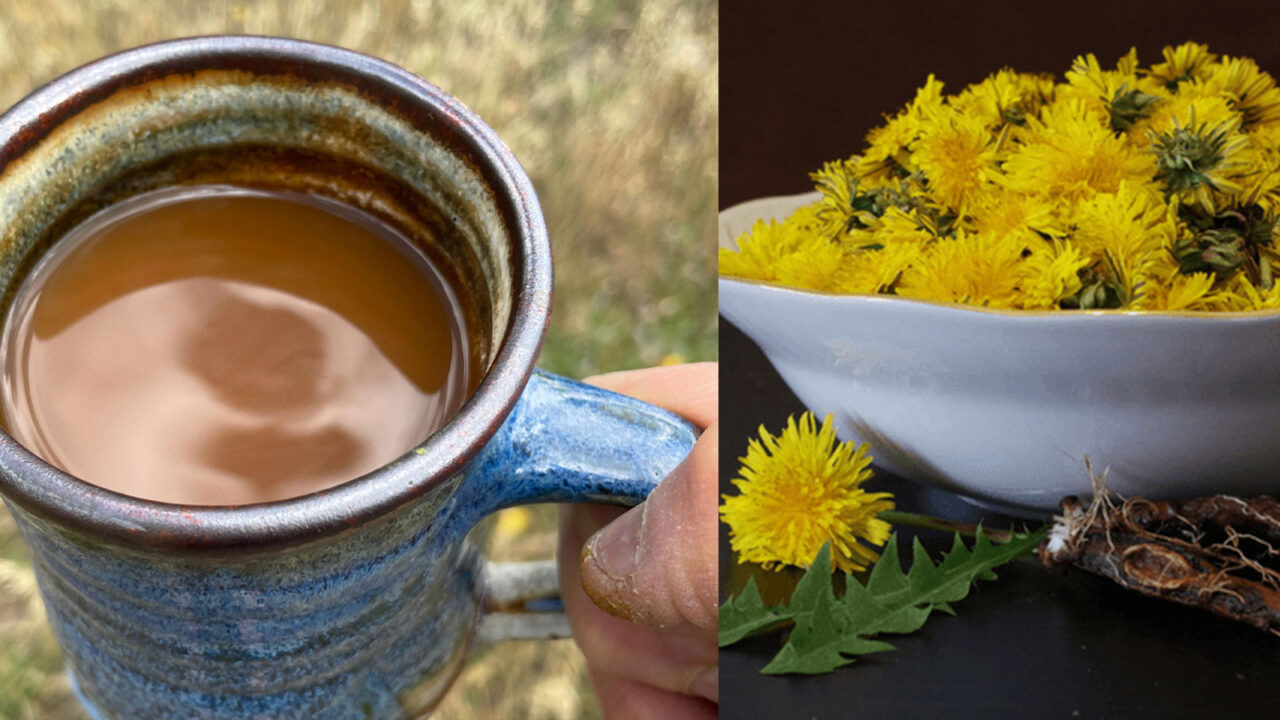 τσάι από ρίζα πικραλίδας,οφέλη τσαγιού ρίζας πικραλίδας,διατροφή,συμβουλές διατροφής,