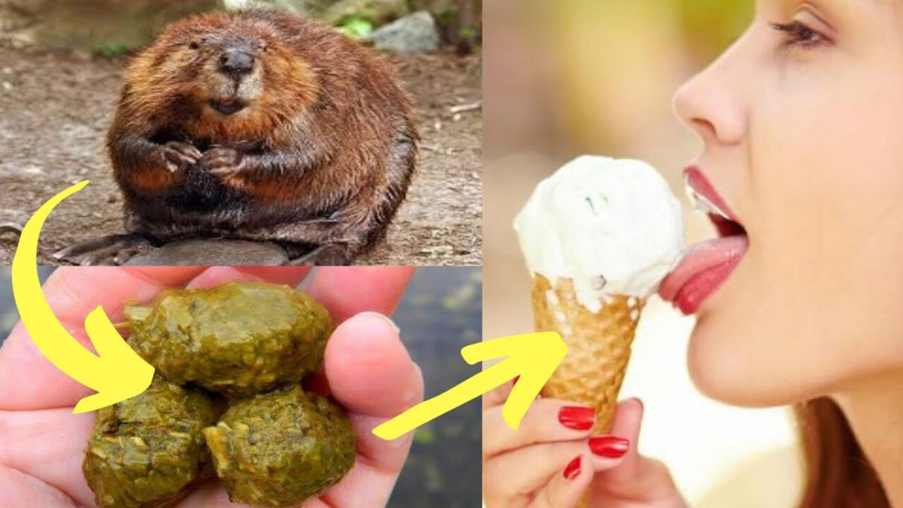 Castoreum: Σκεφτείτε Δύο Φορές Πριν Επιλέξετε Παγωτό Βανίλια ή Πριν Χρησιμοποιήσετε καλλυντικά γνωστών Οίκων, Να Γιατί