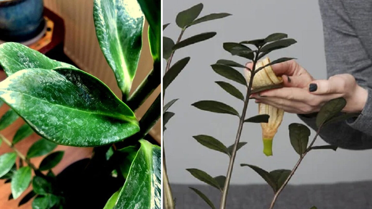 καθαρισμός λεκέδων νερού σε φυτά,κόλπα για φυτά,συμβουλές κηπουρικής,χρήσιμα,