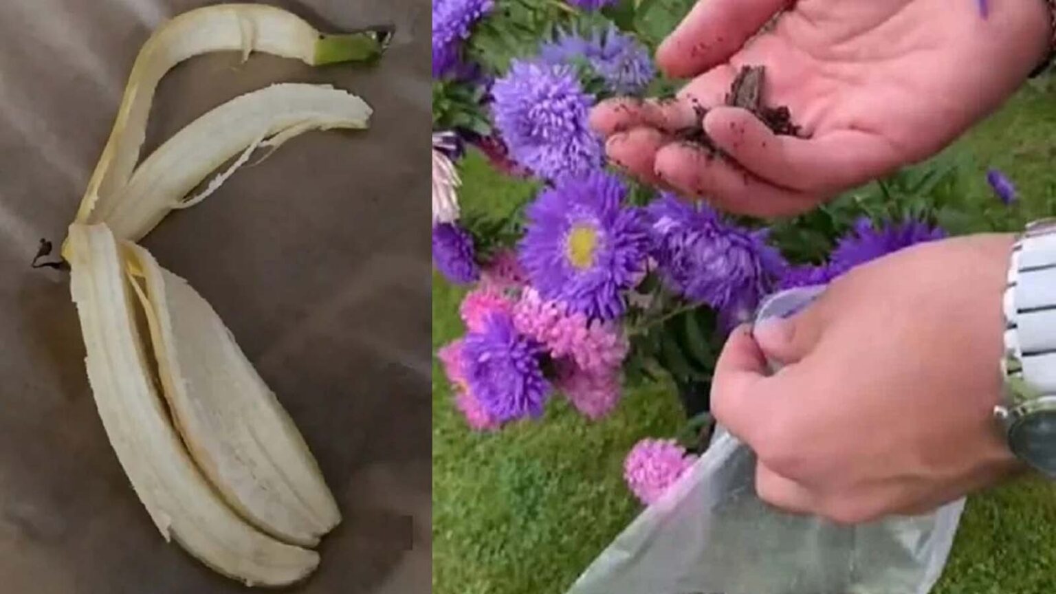 Μην Πετάς Τις Φλούδες Της Μπανάνας: Κάντο Λίπασμα για Περισσότερα Λουλούδια Και Ανθοφορία