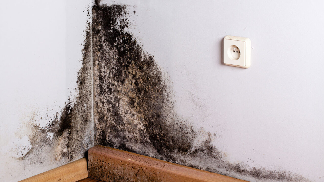 Μούχλα Στο Σπίτι: Ιδού Τα 11 Μεγάλα Λάθη που Οδηγούν στην Ανάπτυξη Της Και Τα Κάνεις Κάθε Μέρα