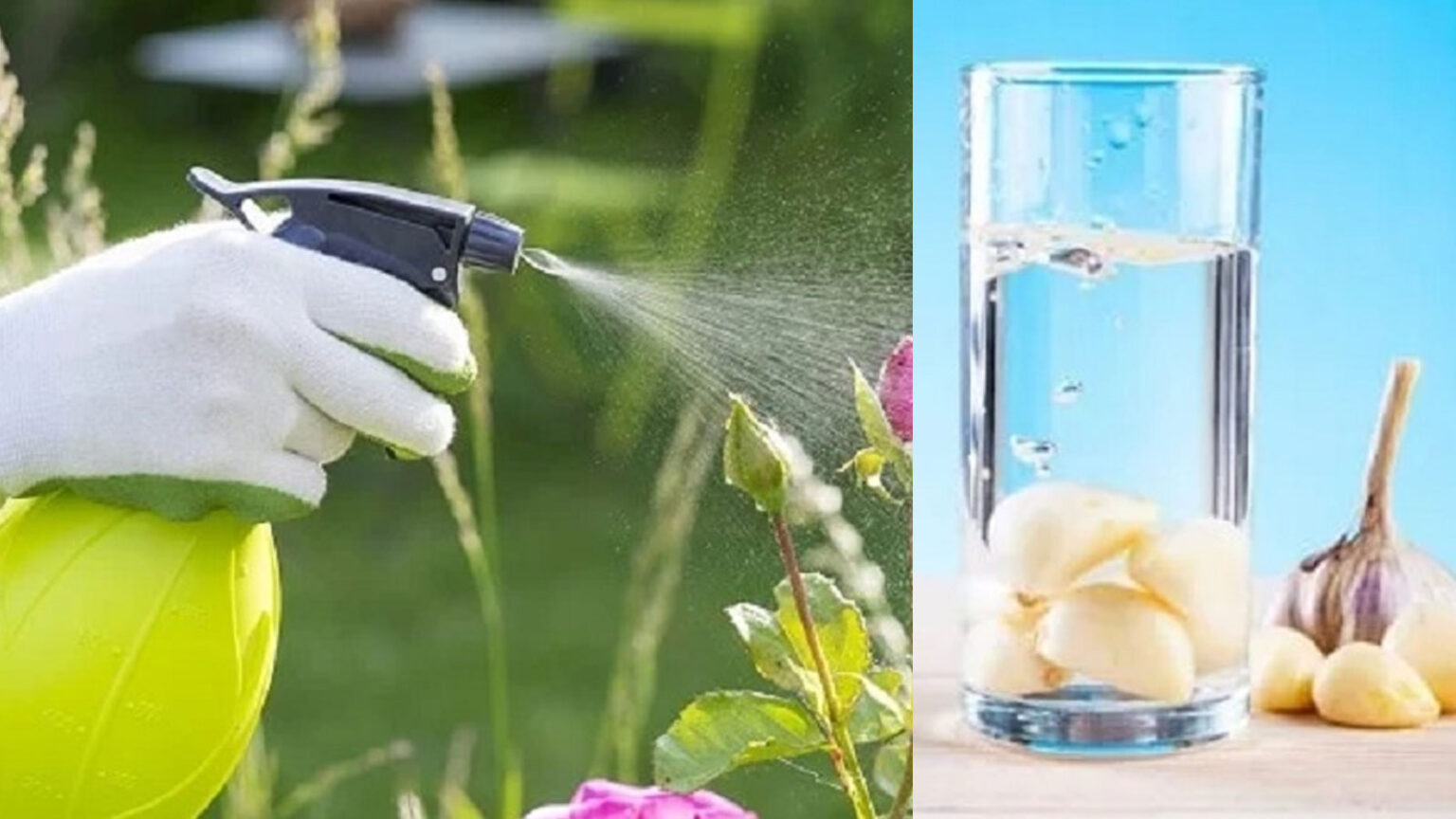 Ρίξε Σκόρδο Στα Φυτά Σου: Πώς να Φτιάξετε Παρασιτοκτόνο Σκόρδου