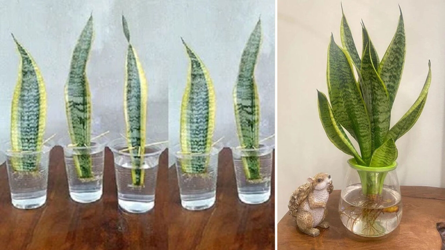σανσεβιέρα,καλλιέργεια σανσεβιέρας στο νερό,συμβουλές κηπουρικής,χρήσιμα,