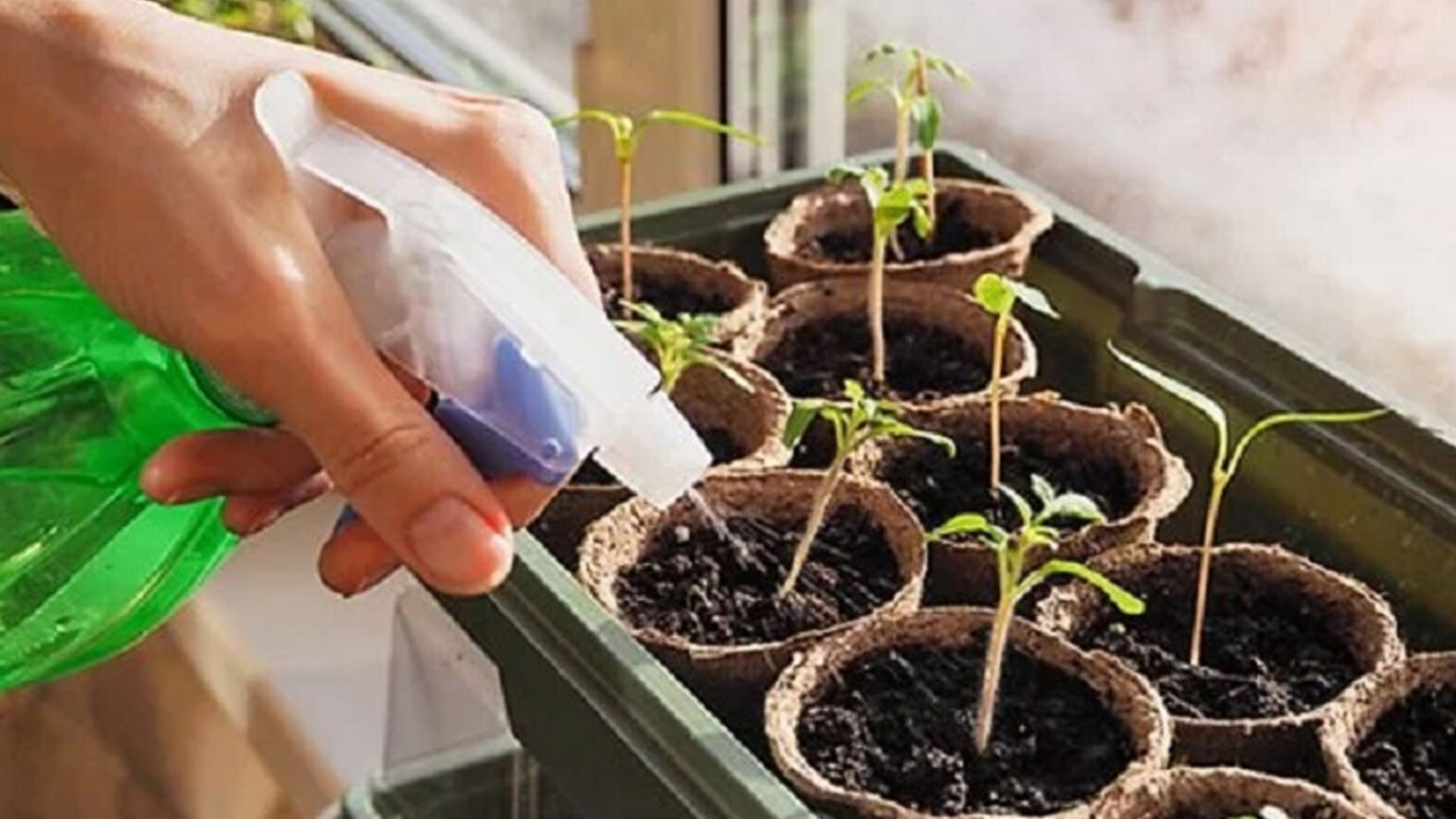 πότισμα σπορόφυτων,για τον κήπο,συμβουλές κηπουρικής,χρήσιμα,