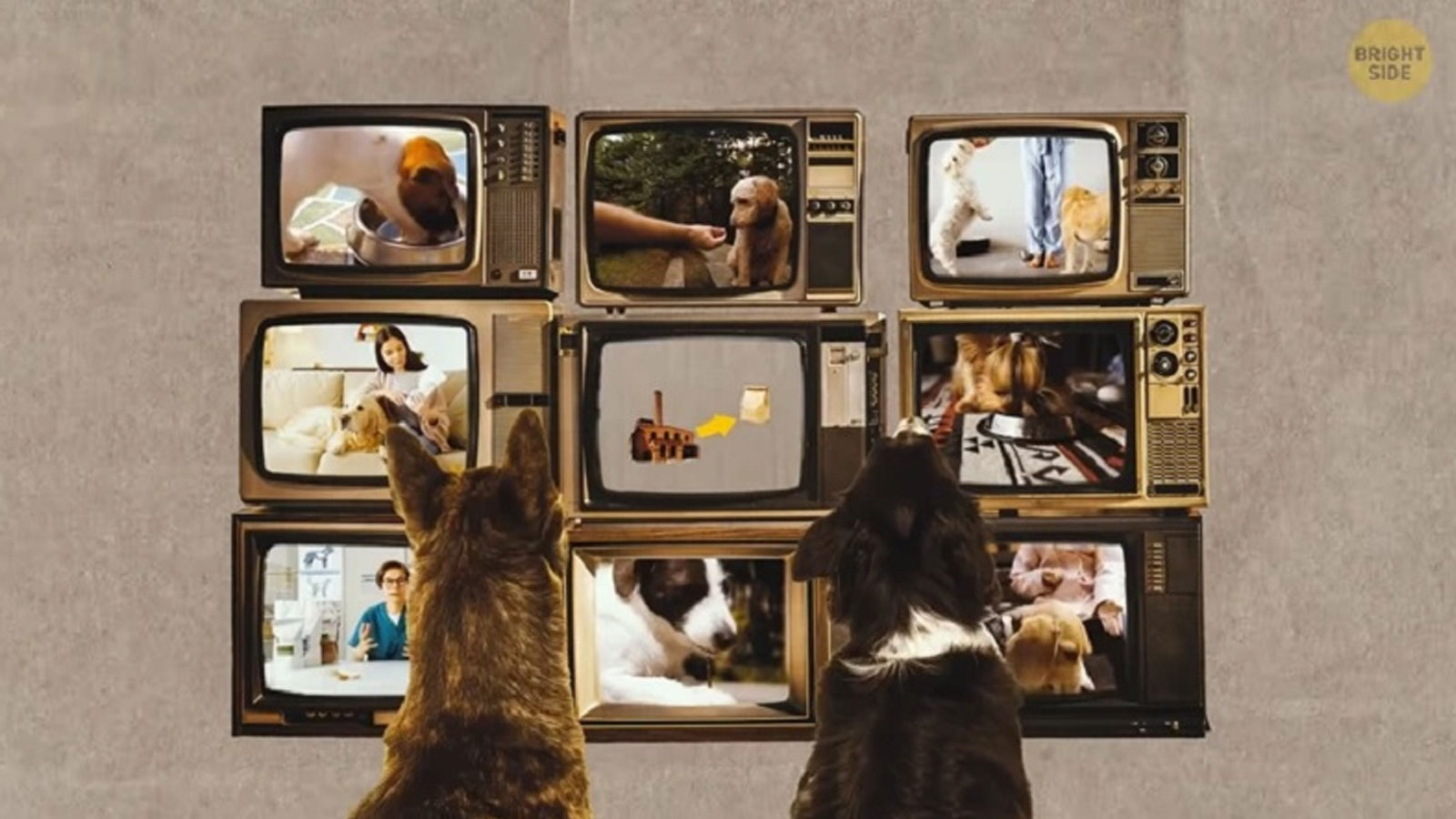 Βλέπουν Πραγματικά Τηλεόραση οι Σκύλοι και οι Γάτες; Το Πείραμα Με Την Διαφήμιση