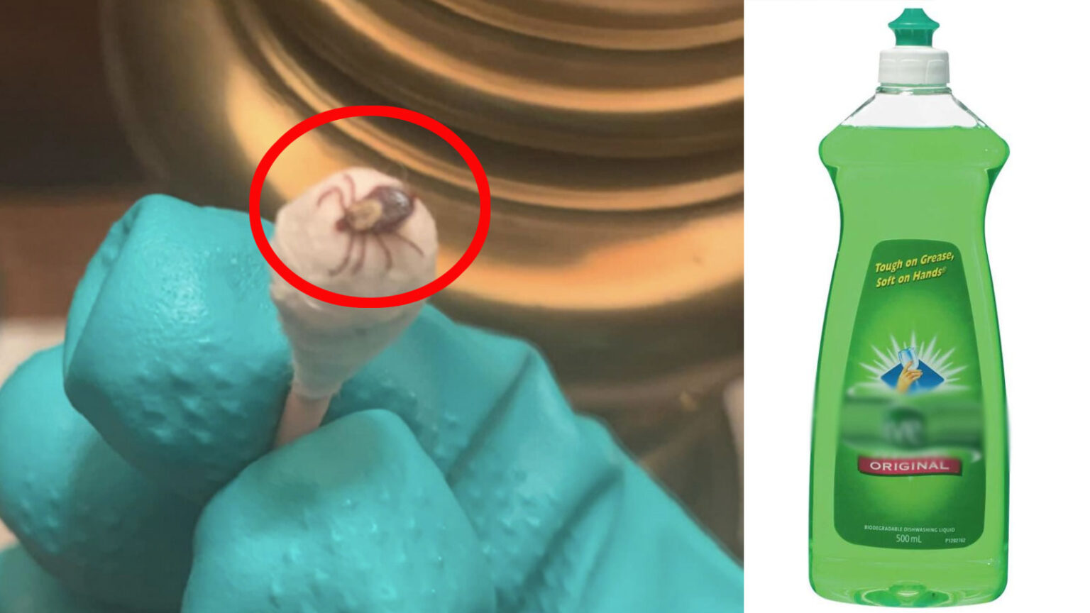 Πως να Αφαιρέσετε Εύκολα ένα Τσιμπούρι στο Σπίτι Με Ένα Υλικό Που Έχεις Στην Κουζίνα