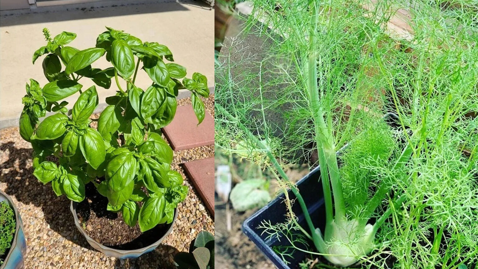 βότανα ανθεκτικά στη θερμότητα,για τον κήπο,συμβουλές κηπουρικής,χρήσιμα,