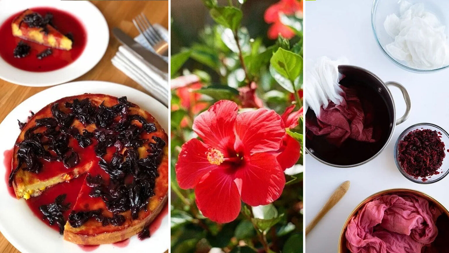 χρήσεις αποξηραμένων λουλουδιών ιβίσκου,διατροφή,συμβουλές μαγειρικής,χρήσιμα,