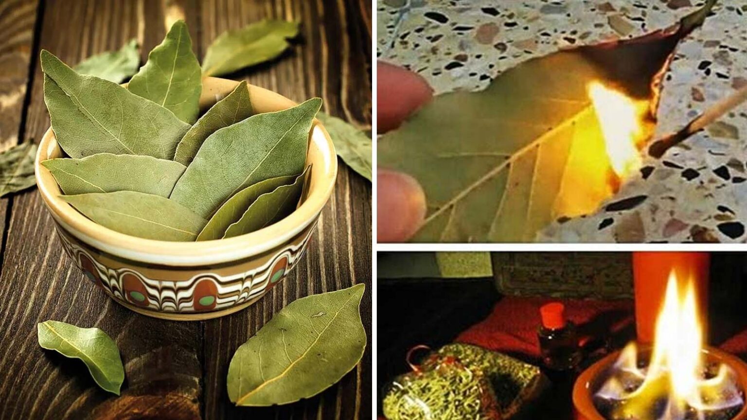 οφέλη από καιγόμενα φύλλα δάφνης,συμβουλές,χρήσιμα,
