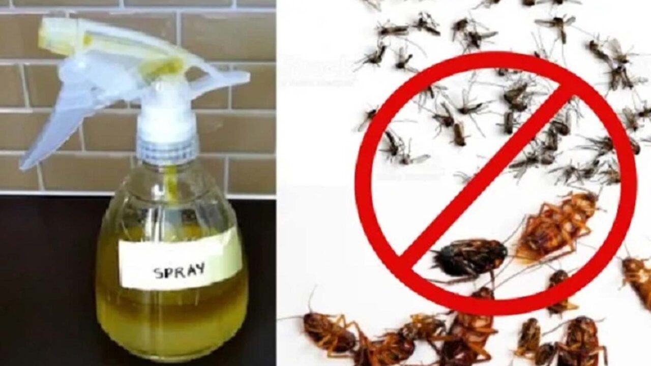 σπιτικό εντομοαπωθητικό,DIY εντομοαπωθητικό,κατσαρίδες,κουνούπια,χρήσιμα,