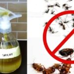 σπιτικό εντομοαπωθητικό,DIY εντομοαπωθητικό,κατσαρίδες,κουνούπια,χρήσιμα,