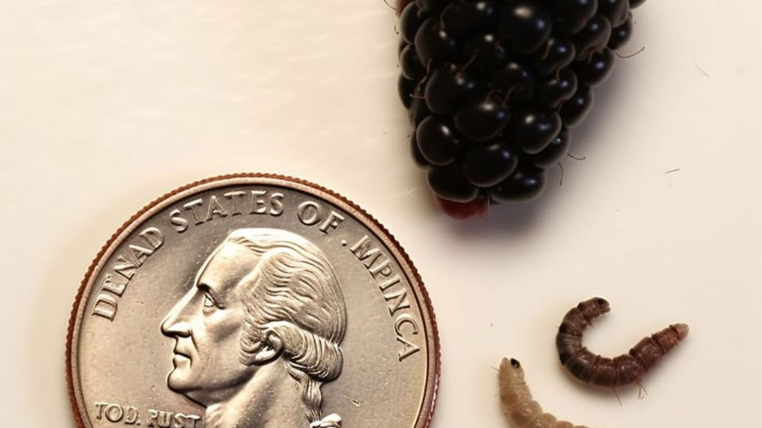 καθαρισμός μούρων,χρήσιμα,