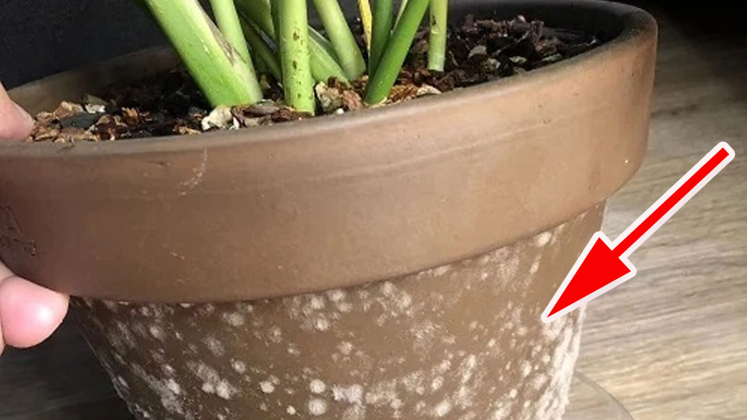 μούχλα σε πήλινες γλάστρες,για τον κήπο,συμβουλές κηπουρικής,χρήσιμα,γλάστρες,