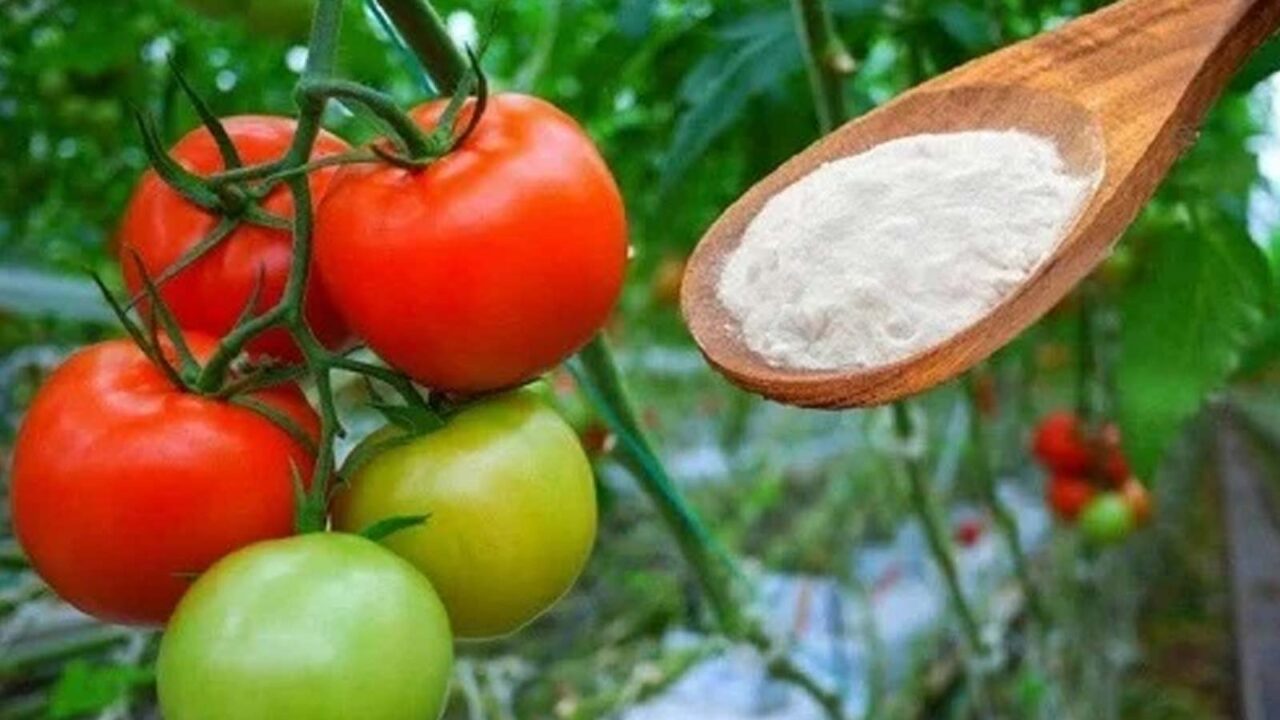 μαγειρική σόδα και καλλιέργεια λαχανικών,για τον κήπο,συμβουλές κηπουρικής,χρήσιμα,